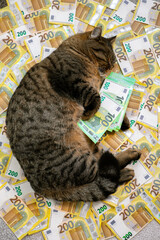 Sleeping cat with a pack of euros on euro banknotes background.The cost of keeping a cat in...