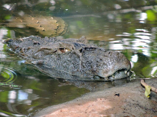 crocodile in the water