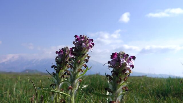 Dragon's head (Dracocephalum sp.) on the mountain meadows of Kamchatka, Siberia
