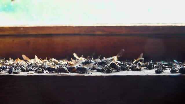 Invasion of horseflies. Insects enter room and tend to fly out window where they die. Layer of dead horseflies on windowsill. Overproduction, excessive reproduction concept. Accelerated filming