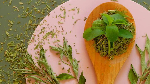 Stevia rebaudiana.Stevia fresh stevia leaves and dry stevia in a wooden spoon on a pink round podium on an olive background.Dietary natural sweetener. 4k footage