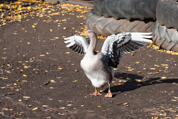 The gray goose spread its wings. Goose as a guard animal. Goose in service at US military bases. Goose view  Anser anser