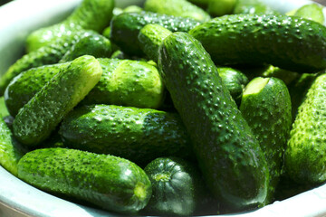 Many fresh ripe cucumbers in bowl, closeup