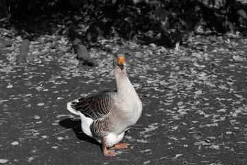 A large gray domestic goose is a domestic pet on a farm against a black and white background. Closeup shot of a goose in the backyard of a farm