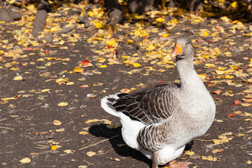 A large gray domestic goose is a domestic pet on a farm