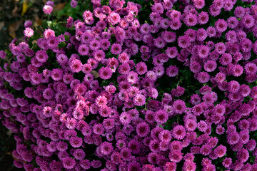Chrysanthemum bush in the evening light close-up. Flowering bush of lilac chrysanthemum close-up. Winter-hardy chrysanthemums. Chrysanthemum Korean.