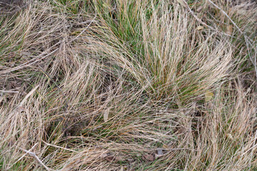 Pressed dry grass in the autumn meadow