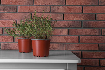 Aromatic green thyme in pots on white table near brick wall, space for text