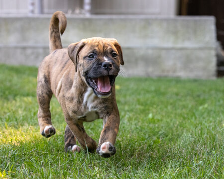 A baby pup, brown brindle boxer bulldog running in the green grass with mouth open. The Boxer is a medium to large, short haired dog breed of mastiff type pet dog. Colors are fawn, brindled, white. - Powered by Adobe