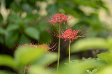 ヒガンバナ　彼岸花　赤　花