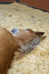 A sleeping Clydesdale foal