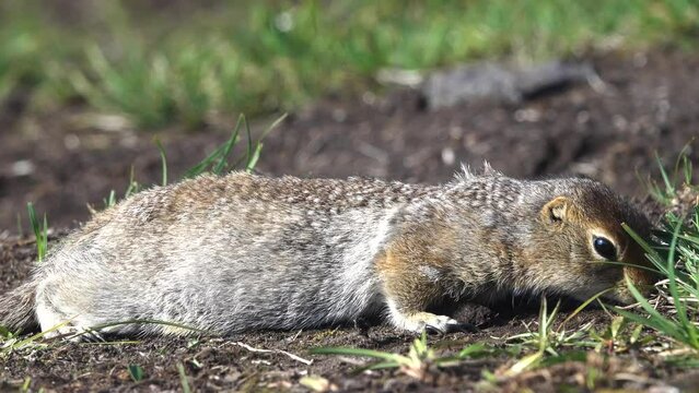 The Arctic ground squirrel (Urocitellus parryii) feeds on seeds in the meadow. Kamchatka