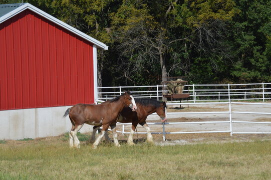 Clydesdale Horses