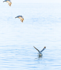 seagull flitting above water surface