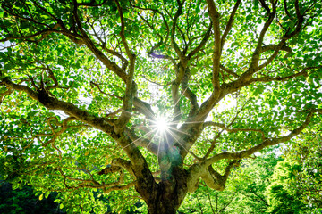 木漏れ日　光が射す　希望