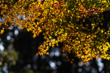 紅葉　紅葉狩り　秋　行楽　日本