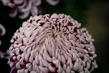 菊　マム　冬　花