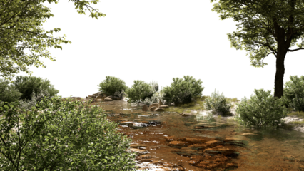 Streams and riverside plants stream environment