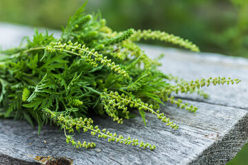 Ragweed bushes. Ambrosia artemisiifolia dangerous allergy-causing plant to meadow among summer...