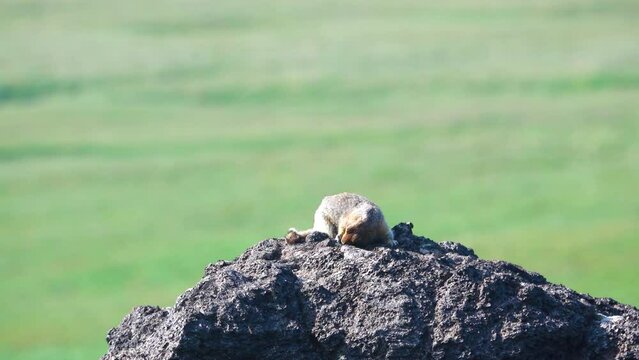 The Arctic ground squirrel (Urocitellus parryii) watches the surroundings and predators from an elevated observation post (lava block). Tail-dropping is an alarm signal. Kamchatka, volcanic field