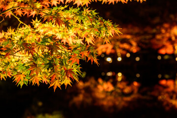 池の辺りにライトアップされた紅葉が鮮やかです