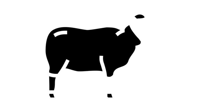 wool sheep glyph icon animation