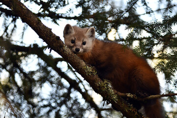 Cute non captive Pine Marten standing in a pine tree along the edge of a forest in Algonquin Provincial Park