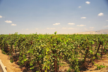 Lush green vineyard for the production of pisco in Ica, Peru with dry sand covered hills in the background