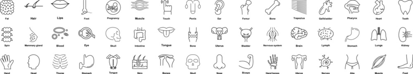 Human organ icons collection vector illustration design