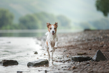 dog running. Active jack russell terrier jumping in the water. Active holiday with a pet - obrazy, fototapety, plakaty