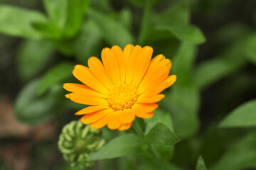 Beautiful blooming calendula flower growing outdoors, closeup