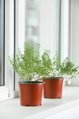 Aromatic green potted thyme on white windowsill indoors