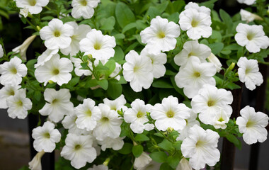 Natural background of pure white Petunia flowers blooming in the garden. Flowering plants for decorating in the garden.