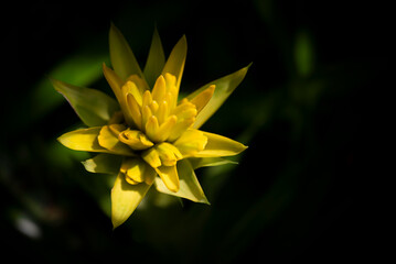 Close-up of yellow Bromeliad flower blooming in the tropical garden on a dark green leaves and vignetted background. (Bromeliaceae)