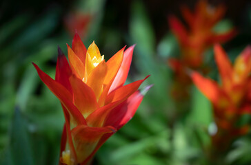 Close-up of orange Bromeliads flower blooming in the tropical garden on green leaves background. (Bromeliaceae)