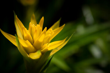 Close-up of yellow Bromeliad flower blooming in the tropical garden on green leaves background. (Bromeliaceae)