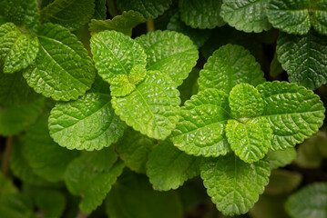 Obraz na płótnie Canvas Natural green backgrounds of fresh spearmint leaves in the herbal garden. Organic fresh herbs use as ornamental plants for decorating in the garden.