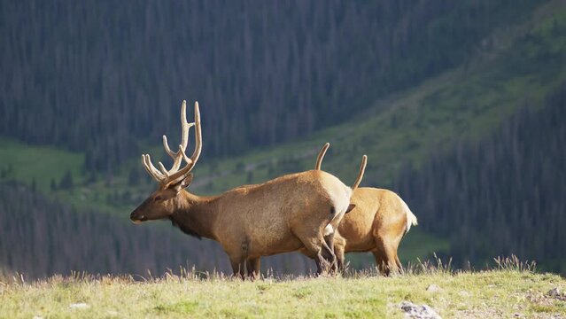 Wild Elk in Rocky Mountains Grazing 
