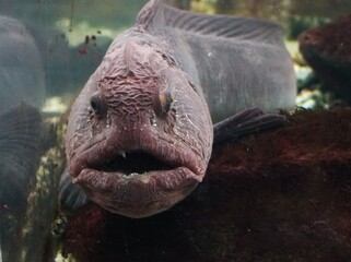 可愛い人気者のオオカミウオ