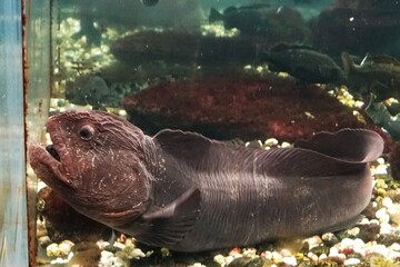 可愛い人気者のオオカミウオ