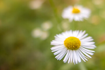 公園に咲く白いヒメジョンの花
