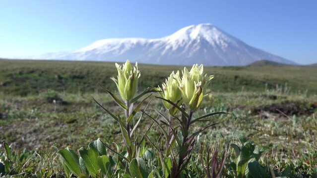 Painted cumulosol (Castilleja arctica), polar willow (Salix polaris) against the background of a volcano. Castilleja is arctic semi-parasitic plant, polar rose. Kamchatka
