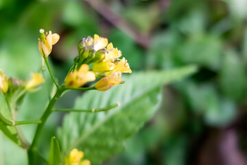 虫を誘惑する公園に咲くカラフルで小さな花々