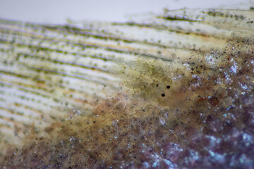 Patterns and backgrounds of Parasitic (Argulus sp. And (Clinostomum sp.), Study of Argulus sp. And Clinostomum sp. under microscope view in laboratory.