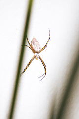 A tiger spider, also known as a wasp spider, waits patiently for prey in its web