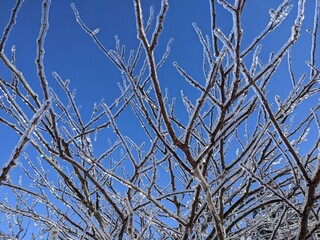 iced branches against blue sky