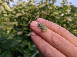 frog in hand
