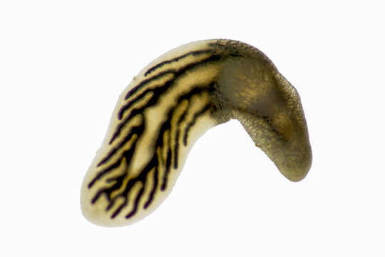 Patterns and backgrounds of Parasitic (Argulus sp. And (Clinostomum sp.), Study of Argulus sp. And Clinostomum sp. under microscope view in laboratory.