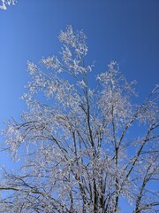 tree in winter