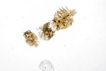 Patterns and backgrounds of Parasitic (Argulus sp. And (Clinostomum sp.), Study of Argulus sp. And Clinostomum sp. under microscope view in laboratory.